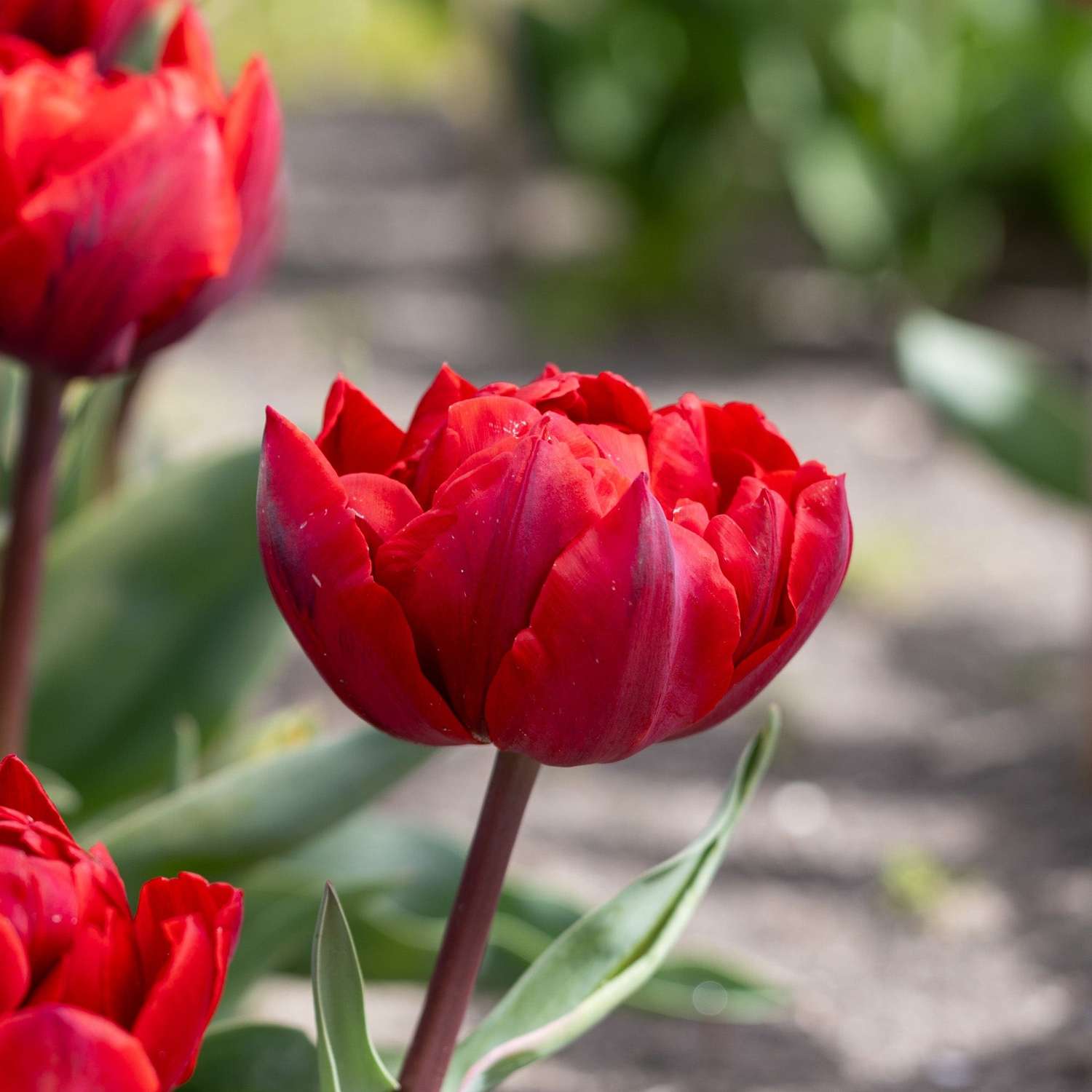 Tulpe 'Red Princess'
